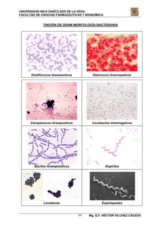 UNIVERSIDAD INCA GARCILASO DE LA VEGA
FACULTAD DE CIENCIAS FARMACÉUTICAS Y BIOQUÍMICA


              TINCIÓN DE GRAM MORFOLOGÍA BACTERIANA




      Estafilococos Grampositivos          Diplococos Gramnegativos




      Estreptococos Grampositivos         Cocobacilos Gramnegativos




        Bacilos Grampositivos                     Espirilos




              Levaduras                         Espiroquetas


                                    49   Mg. Q.F. HÉCTOR VILCHEZ CÁCEDA
 