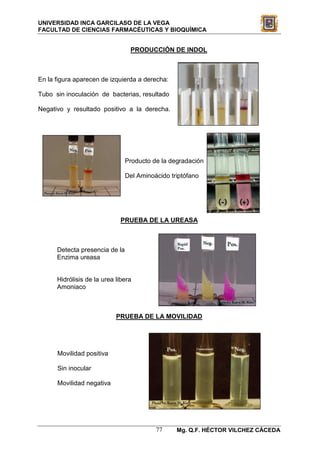 UNIVERSIDAD INCA GARCILASO DE LA VEGA
FACULTAD DE CIENCIAS FARMACÉUTICAS Y BIOQUÍMICA


                                 PRODUCCIÓN DE INDOL



En la figura aparecen de izquierda a derecha:

Tubo sin inoculación de bacterias, resultado

Negativo y resultado positivo a la derecha.




                                Producto de la degradación

                                Del Aminoácido triptófano




                             PRUEBA DE LA UREASA



      Detecta presencia de la
      Enzima ureasa


      Hidrólisis de la urea libera
      Amoniaco



                            PRUEBA DE LA MOVILIDAD




      Movilidad positiva

      Sin inocular

      Movilidad negativa




                                          77     Mg. Q.F. HÉCTOR VILCHEZ CÁCEDA
 