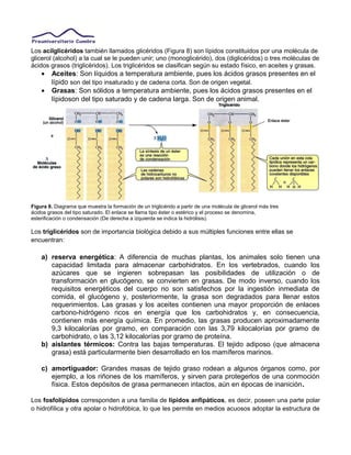 Los acilglicéridos también llamados glicéridos (Figura 8) son lípidos constituidos por una molécula de
glicerol (alcohol) a la cual se le pueden unir; uno (monoglicérido), dos (diglicéridos) o tres moléculas de
ácidos grasos (triglicéridos). Los triglicéridos se clasifican según su estado físico, en aceites y grasas.
• Aceites: Son líquidos a temperatura ambiente, pues los ácidos grasos presentes en el
lípido son del tipo insaturado y de cadena corta. Son de origen vegetal.
• Grasas: Son sólidos a temperatura ambiente, pues los ácidos grasos presentes en el
lípidoson del tipo saturado y de cadena larga. Son de origen animal.
Figura 8. Diagrama que muestra la formación de un triglicérido a partir de una molécula de glicerol más tres
ácidos grasos del tipo saturado. El enlace se llama tipo éster o estérico y el proceso se denomina,
esterificación o condensación (De derecha a izquierda se indica la hidrólisis).
Los triglicéridos son de importancia biológica debido a sus múltiples funciones entre ellas se
encuentran:
a) reserva energética: A diferencia de muchas plantas, los animales solo tienen una
capacidad limitada para almacenar carbohidratos. En los vertebrados, cuando los
azúcares que se ingieren sobrepasan las posibilidades de utilización o de
transformación en glucógeno, se convierten en grasas. De modo inverso, cuando los
requisitos energéticos del cuerpo no son satisfechos por la ingestión inmediata de
comida, el glucógeno y, posteriormente, la grasa son degradados para llenar estos
requerimientos. Las grasas y los aceites contienen una mayor proporción de enlaces
carbono-hidrógeno ricos en energía que los carbohidratos y, en consecuencia,
contienen más energía química. En promedio, las grasas producen aproximadamente
9,3 kilocalorías por gramo, en comparación con las 3,79 kilocalorías por gramo de
carbohidrato, o las 3,12 kilocalorías por gramo de proteína.
b) aislantes térmicos: Contra las bajas temperaturas. El tejido adiposo (que almacena
grasa) está particularmente bien desarrollado en los mamíferos marinos.
c) amortiguador: Grandes masas de tejido graso rodean a algunos órganos como, por
ejemplo, a los riñones de los mamíferos, y sirven para protegerlos de una conmoción
física. Estos depósitos de grasa permanecen intactos, aún en épocas de inanición.
Los fosfolípidos corresponden a una familia de lípidos anfipáticos, es decir, poseen una parte polar
o hidrofílica y otra apolar o hidrofóbica, lo que les permite en medios acuosos adoptar la estructura de
 