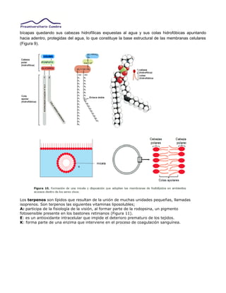 bícapas quedando sus cabezas hidrofílicas expuestas al agua y sus colas hidrofóbicas apuntando
hacia adentro, protegidas del agua, lo que constituye la base estructural de las membranas celulares
(Figura 9).
Los terpenos son lípidos que resultan de la unión de muchas unidades pequeñas, llamadas
isoprenos. Son terpenos las siguientes vitaminas liposolubles;
A: participa de la fisiología de la visión, al formar parte de la rodopsina, un pigmento
fotosensible presente en los bastones retinianos (Figura 11).
E: es un antioxidante intracelular que impide el deterioro prematuro de los tejidos.
K: forma parte de una enzima que interviene en el proceso de coagulación sanguínea.
 