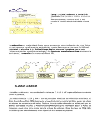 Figura 11. El beta caroteno es la fuente de la
vitamina A. El carotenoide es simétrico alrededor de
su
doble enlace central; cuando se divide, el Beta
caroteno se convierte en dos moléculas de vitamina
A.
Los esteroides son una familia de lípidos que no se asemejan estructuralmente a los otros lípidos,
pero se les agrupa con ellos porque son insolubles en agua. Pertenecen a este grupo de lípidos el
colesterol, la vitamina D, los ácidos biliares, las hormonas de la corteza suprarrenal
(aldosterona, cortisol y andrógenos corticales), las hormonas sexuales femeninas (progesterona
y estrógenos) y masculina (testosterona) (Figura 12).
D) ÁCIDOS NUCLEICOS
Los ácidos nucléicos son macromoléculas formadas por C, H, O, N y P cuyas unidades monoméricas
son los nucleótidos.
Los ácidos nucléicos – ADN y ARN – son las principales moléculas de información de la célula. El
ácido desoxirribonucléico (ADN) desempeña un papel único como material genético, que en las células
eucariontes se encuentra en el núcleo. Distintos tipos de ácidos ribonucléicos (ARN) participan en
distintas actividades celulares. El ARN mensajero (ARNm) transporta información des de el ADN a los
ribosomas, donde sirve como molde para la síntesis de proteínas. Otros dos tipos de ARN (ARN
ribosómico y ARN de transferencia) están implicados en la síntesis de proteínas.
 