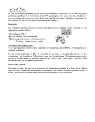 El DNA es el material genético que los organismos heredan de sus padres. En él están los genes,
porciones específicas de la macromolécula de DNA que programan las secuencias de aminoácidos y
que corresponde a la estructura primaria de las proteínas. De este modo, y a través de las acciones de
las proteínas, el DNA controla la vida de la célula y del organismo.
Nucleótidos
Los nucleótidos constituyen la unidad fundamental de los ácidos nucléicos y están formados por tres
subunidades características.
Grupo fosfato (PO4
2-
).
Azúcar de cinco carbonos (pentosa)
Base nitrogenada (púrica : adenina y guanina;
Pirimidina : citocina, timina y uracilo)
ADN (Ácido desoxirribonucleico)
Todos los organismos celulares, tanto procariotas como eucariotas, tienen DNA de doble cadena como
molécula hereditaria.
En las células eucariotas, el DNA se encuentra en el núcleo y una pequeña cantidad en las
mitocondrias y los cloroplastos. En las células procariotas, la molécula de DNA es bicatenaria, circular,
cerrada y desnuda (libre de histonas), igual que en mitocondrias y cloroplastos. Además posee
pequeños anillos de DNA llamados plásmidos.
Organización de ADN
Estructura primaria: Se trata de la secuencia de desoxirribonucleótidos a lo largo de la cadena
polinucleotídica. Los desoxirribonucleótidos que forman el DNA son los de adenina, guanina, citosina y
timina. La información genética está contenida en el orden exacto de los nucleótidos.
 