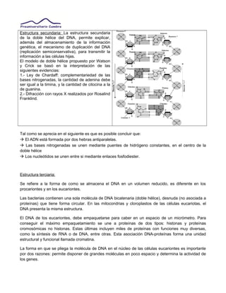 Estructura secundaria: La estructura secundaria
de la doble hélice del DNA, permite explicar,
además del almacenamiento de la información
genética, el mecanismo de duplicación del DNA
(replicación semiconservativa), para transmitir la
información a las células hijas.
El modelo de doble hélice propuesto por Watson
y Crick se basó en la interpretación de las
siguientes evidencias:
1.- Ley de Chardaff: complementariedad de las
bases nitrogenadas, la cantidad de adenina debe
ser igual a la timina, y la cantidad de citocina a la
de guanina.
2.- Difracción con rayos X realizados por Rosalind
Franklind.
Tal como se aprecia en el siguiente es que es posible concluir que:
 El ADN está formada por dos hebras antiparalelas.
 Las bases nitrogenadas se unen mediante puentes de hidrógeno constantes, en el centro de la
doble hélice
 Los nucleótidos se unen entre si mediante enlaces fosfodiester.
Estructura terciaria:
Se refiere a la forma de como se almacena el DNA en un volumen reducido, es diferente en los
procariontes y en los eucariontes.
Las bacterias contienen una sola molécula de DNA bicatenaria (doble hélice), desnuda (no asociada a
proteínas) que tiene forma circular. En las mitocondrias y cloroplastos de las células eucariotas, el
DNA presenta la misma estructura.
El DNA de los eucariontes, debe empaquetarse para caber en un espacio de un micrómetro. Para
conseguir el máximo empaquetamiento se une a proteínas de dos tipos: histonas y proteínas
cromosómicas no histonas. Estas últimas incluyen miles de proteínas con funciones muy diversas,
como la síntesis de RNA o de DNA, entre otras. Esta asociación DNA-proteínas forma una unidad
estructural y funcional llamada cromatina.
La forma en que se pliega la molécula de DNA en el núcleo de las células eucariontes es importante
por dos razones: permite disponer de grandes moléculas en poco espacio y determina la actividad de
los genes.
 