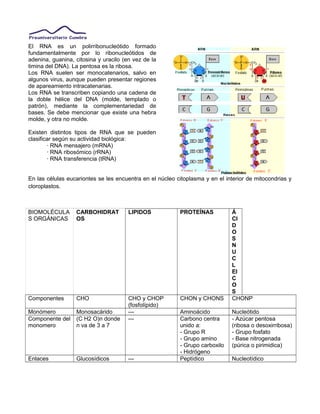 El RNA es un polirribonucleótido formado
fundamentalmente por lo ribonucleótidos de
adenina, guanina, citosina y uracilo (en vez de la
timina del DNA). La pentosa es la ribosa.
Los RNA suelen ser monocatenarios, salvo en
algunos virus, aunque pueden presentar regiones
de apareamiento intracatenarias.
Los RNA se transcriben copiando una cadena de
la doble hélice del DNA (molde, templado o
patrón), mediante la complementariedad de
bases. Se debe mencionar que existe una hebra
molde, y otra no molde.
Existen distintos tipos de RNA que se pueden
clasificar según su actividad biológica:
· RNA mensajero (mRNA)
· RNA ribosómico (rRNA)
· RNA transferencia (tRNA)
En las células eucariontes se les encuentra en el núcleo citoplasma y en el interior de mitocondrias y
cloroplastos.
BIOMOLÉCULA
S ORGÁNICAS
CARBOHIDRAT
OS
LIPIDOS PROTEÍNAS Á
CI
D
O
S
N
U
C
L
EI
C
O
S
Componentes CHO CHO y CHOP
(fosfolípido)
CHON y CHONS CHONP
Monómero Monosacárido --- Aminoácido Nucleótido
Componente del
monomero
(C H2 O)n donde
n va de 3 a 7
--- Carbono centra
unido a:
- Grupo R
- Grupo amino
- Grupo carboxilo
- Hidrógeno
- Azúcar pentosa
(ribosa o desoxirribosa)
- Grupo fosfato
- Base nitrogenada
(púrica o pirimidica)
Enlaces Glucosídicos --- Peptídico Nucleotídico
 
