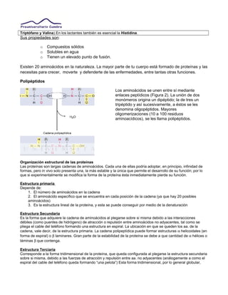 Triptófano y Valina).En los lactantes también es esencial la Histidina.
Sus propiedades son:
o Compuestos sólidos
o Solubles en agua
o Tienen un elevado punto de fusión.
Existen 20 aminoácidos en la naturaleza. La mayor parte de tu cuerpo está formado de proteínas y las
necesitas para crecer, moverte y defenderte de las enfermedades, entre tantas otras funciones.
Polipéptidos
Los aminoácidos se unen entre sí mediante
enlaces peptídicos (Figura 2). La unión de dos
monómeros origina un dipéptido; la de tres un
tripéptido y así sucesivamente, a éstos se les
denomina oligopéptidos. Mayores
oligomerizaciones (10 a 100 residuos
aminoacídicos), se les llama polipéptidos.
Organización estructural de las proteínas
Las proteínas son largas cadenas de aminoácidos. Cada una de ellas podría adoptar, en principio, infinidad de
formas, pero in vivo solo presenta una, la más estable y la única que permite el desarrollo de su función; por lo
que si experimentalmente se modifica la forma de la proteína ésta inmediatamente pierde su función.
Estructura primaria
Depende de:
1. El número de aminoácidos en la cadena
2. El aminoácido específico que se encuentra en cada posición de la cadena (ya que hay 20 posibles
aminoácidos)
3. Es la estructura lineal de la proteína, y esta se puede conseguir por medio de la denaturación
Estructura Secundaria
Es la forma que adquiere la cadena de aminoácidos al plegarse sobre si misma debido a las interacciones
débiles (como puentes de hidrógeno) de atracción o repulsión entre aminoácidos no adyacentes, tal como se
pliega el cable del teléfono formando una estructura en espiral. La ubicación en que se queden los aa. de la
cadena, vale decir, de la estructura primaria. La cadena polipeptídica puede formar estructuras α helicoidales (en
forma de espiral) o β laminares. Gran parte de la estabilidad de la proteína se debe a que cantidad de α hélices o
láminas β que contenga.
Estructura Terciaria
Corresponde a la forma tridimensional de la proteína, que queda configurada al plegarse la estructura secundaria
sobre si misma, debido a las fuerzas de atracción y repulsión entre aa. no adyacentes (análogamente a como el
espiral del cable del teléfono queda formando “una pelota”) Esta forma tridimensional, por lo general globular,
 