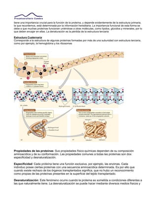tiene una importancia crucial para la función de la proteína, y depende evidentemente de la estructura primaria,
la que recordemos, está determinada por la información hereditaria. La importancia funcional de esta forma se
debe a que muchas proteínas funcionan uniéndose a otras moléculas, como lípidos, glúcidos y minerales, por lo
que deben encajar en ellas. La denaturación es la pérdida de la estructura terciaria
Estructura Cuaternaria
Corresponde a la estructura de algunas proteínas formadas por más de una subunidad con estructura terciaria,
como por ejemplo, la hemoglobina y los ribosomas
Propiedades de las proteínas: Sus propiedades físico-químicas dependen de su composición
aminoacídica y de su conformación. Las propiedades comunes a todas las proteínas son dos:
especificidad y desnaturalización.
Especificidad: Cada proteína tiene una función exclusiva, por ejemplo, las enzimas. Cada
individuo posee ciertas proteínas con una secuencia aminoacídica determinada. Es por ello que
cuando existe rechazo de los órganos transplantados significa, que no hubo un reconocimiento
como propias de las proteínas presentes en la superficie del tejido transplantado.
Desnaturalización: Este fenómeno ocurre cuando la proteína es sometida a condiciones diferentes a
las que naturalmente tiene. La desnaturalización se puede hacer mediante diversos medios físicos y
 