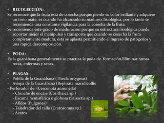 • RECOLECCIÓN:
Se reconoce que la fruta está de cosecha porque pierde su color brillante y adquiere
un tono mate, es cuando ha alcanzado su madurez fisiológica, por lo tanto se
recomienda una constante vigilancia para la cosecha de la fruta.
Se recomienda este grado de maduración porque su estructura fisiológica puede
soportar mejor el manipuleo y transporte que cuando se cosecha la fruta
completamente madura, ésta se aplasta permitiendo el ingreso de patógenos y
una rápida descomposición.
• PODA:
En la guanábana generalmente se practica la poda de formación.Eliminar ramas
rotas, enfermas y secas.
• PLAGAS:
- Polilla de la Guanábana (Thecla ortygnus)
- Avispa de la Guanábana (Bephrata maculicollis
- Perforador de (Cerconota annonella)
- Chinche de encaje (Corithaica sp.)
- Escama hemisférica o globosa (Saissetia sp.)
- Afidos (Pulgones)
- Taladrador del tallo (Cratosomus sp.)
- Ácaros
 
