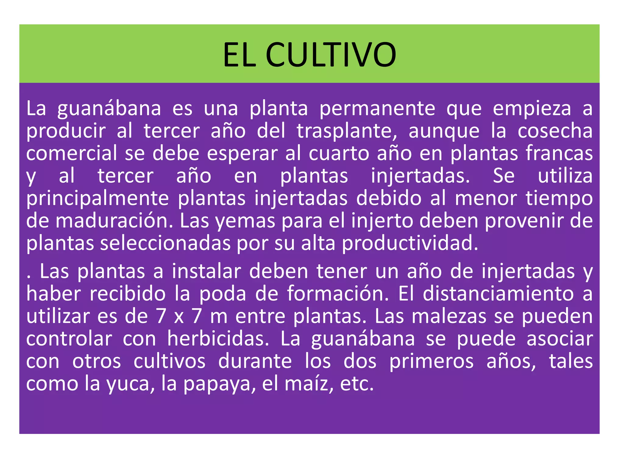 EL CULTIVO
La guanábana es una planta permanente que empieza a
producir al tercer año del trasplante, aunque la cosecha
comercial se debe esperar al cuarto año en plantas francas
y al tercer año en plantas injertadas. Se utiliza
principalmente plantas injertadas debido al menor tiempo
de maduración. Las yemas para el injerto deben provenir de
plantas seleccionadas por su alta productividad.
. Las plantas a instalar deben tener un año de injertadas y
haber recibido la poda de formación. El distanciamiento a
utilizar es de 7 x 7 m entre plantas. Las malezas se pueden
controlar con herbicidas. La guanábana se puede asociar
con otros cultivos durante los dos primeros años, tales
como la yuca, la papaya, el maíz, etc.
 