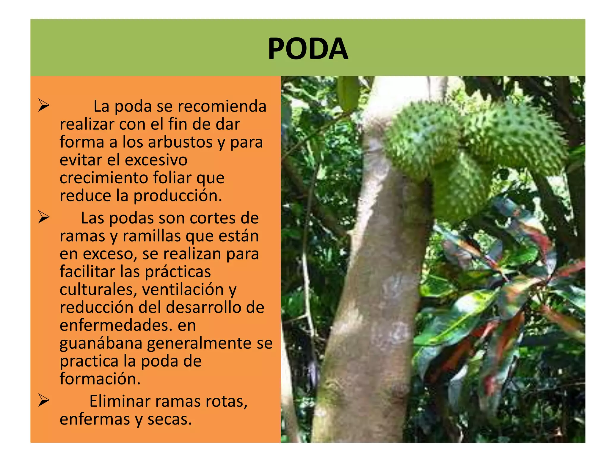 PODA
 La poda se recomienda
realizar con el fin de dar
forma a los arbustos y para
evitar el excesivo
crecimiento foliar que
reduce la producción.
 Las podas son cortes de
ramas y ramillas que están
en exceso, se realizan para
facilitar las prácticas
culturales, ventilación y
reducción del desarrollo de
enfermedades. en
guanábana generalmente se
practica la poda de
formación.
 Eliminar ramas rotas,
enfermas y secas.
 