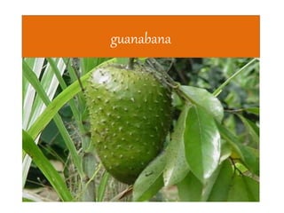 guanabana
 