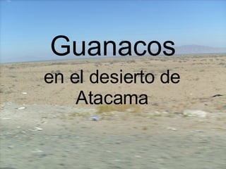 Guanacos en el desierto de Atacama 