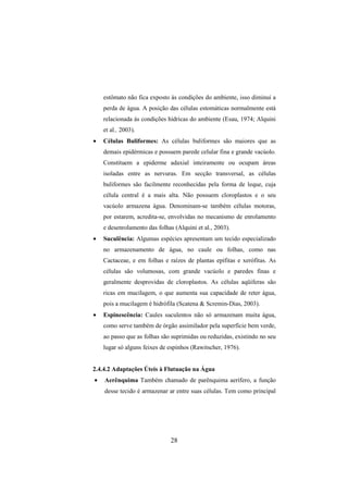 28
estômato não fica exposto às condições do ambiente, isso diminui a
perda de água. A posição das células estomáticas normalmente está
relacionada às condições hídricas do ambiente (Esau, 1974; Alquini
et al., 2003).
• Células Buliformes: As células buliformes são maiores que as
demais epidérmicas e possuem parede celular fina e grande vacúolo.
Constituem a epiderme adaxial inteiramente ou ocupam áreas
isoladas entre as nervuras. Em secção transversal, as células
buliformes são facilmente reconhecidas pela forma de leque, cuja
célula central é a mais alta. Não possuem cloroplastos e o seu
vacúolo armazena água. Denominam-se também células motoras,
por estarem, acredita-se, envolvidas no mecanismo de enrolamento
e desenrolamento das folhas (Alquini et al., 2003).
• Suculência: Algumas espécies apresentam um tecido especializado
no armazenamento de água, no caule ou folhas, como nas
Cactaceae, e em folhas e raízes de plantas epífitas e xerófitas. As
células são volumosas, com grande vacúolo e paredes finas e
geralmente desprovidas de cloroplastos. As células aqüíferas são
ricas em mucilagem, o que aumenta sua capacidade de reter água,
pois a mucilagem é hidrófila (Scatena & Scremin-Dias, 2003).
• Espinescência: Caules suculentos não só armazenam muita água,
como serve também de órgão assimilador pela superfície bem verde,
ao passo que as folhas são suprimidas ou reduzidas, existindo no seu
lugar só alguns feixes de espinhos (Rawitscher, 1976).
2.4.4.2 Adaptações Úteis à Flutuação na Água
• Aerênquima Também chamado de parênquima aerífero, a função
desse tecido é armazenar ar entre suas células. Tem como principal
 