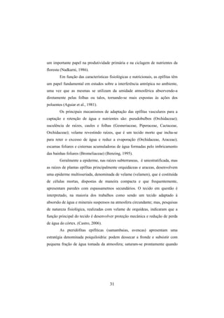 31
um importante papel na produtividade primária e na ciclagem de nutrientes da
floresta (Nadkarni, 1986).
Em função das características fisiológicas e nutricionais, as epífitas têm
um papel fundamental em estudos sobre a interferência antrópica no ambiente,
uma vez que as mesmas se utilizam da umidade atmosférica absorvendo-a
diretamente pelas folhas ou talos, tornando-se mais expostas às ações dos
poluentes (Aguiar et al., 1981).
Os principais mecanismos de adaptação das epífitas vasculares para a
captação e retenção de água e nutrientes são: pseudobulbos (Orchidaceae);
suculência de raízes, caules e folhas (Gesneriaceae, Piperaceae, Cactaceae,
Orchidaceae); velame revestindo raízes, que é um tecido morto que incha-se
para reter o excesso de água e reduz a evaporação (Orchidaceae, Araceae);
escamas foliares e cisternas acumuladoras de água formadas pelo imbricamento
das bainhas foliares (Bromeliaceae) (Benzing, 1995).
Geralmente a epiderme, nas raízes subterraneas, é uniestratificada, mas
as raízes de plantas epífitas principalmente orquidáceas e araceas, desenvolvem
uma epiderme multisseriada, denominada de velame (velamen), que é costituída
de células mortas, dispostas de maneira compacta e que frequentemente,
apresentam paredes com espassametnos secundários. O tecido em questão é
interpretado, na maioria dos trabalhos como sendo um tecido adaptado à
absorsão de água e minerais suspensos na atmosfera circundante; mas, pesquisas
de natureza fisiológica, realizadas com velame de orquídeas, indicaram que a
função principal do tecido é desenvolver proteção mecânica e redução de perda
de água do córtex. (Castro, 2006).
As pteridófitas epifíticas (samambaias, avencas) apresentam uma
estratégia denominada poiquiloidria: podem dessecar a fronde e subsistir com
pequena fração de água tomada da atmosfera; saturam-se prontamente quando
 