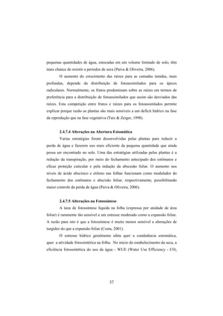 37
pequenas quantidades de água, estocadas em um volume limitado de solo, têm
mais chance de resistir a períodos de seca (Paiva & Oliveira, 2006).
O aumento do crescimento das raízes para as camadas úmidas, mais
profundas, depende da distribuição de fotoassimilados para os ápices
radiculares. Normalmente, os frutos predominam sobre as raízes em termos de
preferência para a distribuição de fotoassimilados que assim são desviados das
raízes. Esta competição entre frutos e raízes para os fotoassimlados permite
explicar porque razão as plantas são mais sensíveis a um deficit hídrico na fase
da reprodução que na fase vegetativa (Taiz & Zeiger, 1998).
2.4.7.4 Alterações na Abertura Estomática
Varias estratégias foram desenvolvidas pelas plantas para reduzir a
perda de água e fazerem uso mais eficiente da pequena quantidade que ainda
possa ser encontrado no solo. Uma das estratégias utilizadas pelas plantas é a
redução da transpiração, por meio do fechamento antecipado dos estômatos e
eficaz proteção cuticular e pela indução da abscesão foliar. O aumento nos
níveis de ácido abscísico e etileno nas folhas funcionam como modulador do
fechamento dos estômatos e abscisão foliar, respectivamente, possibilitando
maior controle da perda de água (Paiva & Oliveira, 2006).
2.4.7.5 Alterações na Fotossíntese
A taxa de fotossíntese líquida na folha (expressa por unidade de área
foliar) é raramente tão sensível a um estresse moderado como a expansão foliar.
A razão para isto é que a fotossíntese é muito menos sensível a alterações de
turgidez do que a expansão foliar (Costa, 2001).
O estresse hídrico geralmente afeta quer a condutância estomática,
quer a atividade fotossintética na folha. No início do estabelecimento da seca, a
eficiência fotossintética do uso da água - WUE (Water Use Efficiency - CO2
 