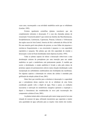 45
vezes anos, recomeçando a sua atividade metabólica assim que se rehidratam
(Larcher, 1995).
Existem igualmente cormófitas (plantas vasculares) que são
completamente tolerantes à dessecação. É o caso das chamadas plantas de
ressureição (“resurrectón plants”) que exitem nas famílias das Myrothamnaceae,
Scrophulariaceae, Laminaceae, Cyperaceae, Poaceae, Liliaceae e Velloziaceae
das regões secas da Asia Central, America do Sul e sobretudo da Africa do Sul.
De uma maneira geral estas plantas são perenes, as suas folhas são pequenas e
enrolam-se frequentemente, o seu crescimento é pequeno e a sua capacidade
reprodutiva é pequena. São plantas que não têm capacidade de retardar a
dessecação e como tal ficam desidratadas muito depressa (Larcher, 1995).
Todas as plantas capazes de tolerar a dessecação sobrevivem a uma
desidratação extrema do protoplasma por uma transição para um estado
anabiótico no qual o metabolismo está praticamente parado. À medida que
ocorre a desidratação, o estado anabiótico é levado a cabo pela síntese de
proteínas capazes de permanecerem estáveis numa situação desidratação e pela
incorporação de carbohidratos estabilizadores dos fosfolípidos das membranas.
Em algumas espécies a diminuição do volume das células é retardada pela
gelificação da solução celular (Costa, 2001).
Outro fator que contribui para a tolerância à dessecação é a capacidade
que o protoplasma destas espécies tem de se rehidratar de uma forma
coordenada quando volta a dispôr de água. Passo a passo, as condições
necessárias à reativação do metabolismo energético (primeiro a respiração e
depois a fotossíntese) são restabelecidas de novo pela reconstrução dos
componentes celulares (Costa, 2001).
As plantas tentam adiar a dessecação pelo maior tempo possível em uma
situação de escassez de água, utilizando mecanismos que capacitam a manter
uma quantidade de água suficiente para as reações vitais dentro dos tecidos.
 