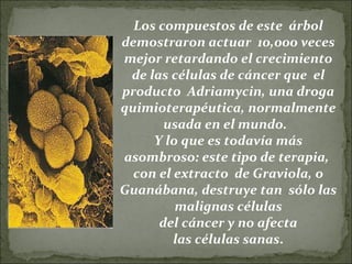 Los compuestos de este  árbol demostraron actuar  10,000 veces mejor retardando el crecimiento de las células de cáncer que  el producto  Adriamycin, una droga quimioterapéutica, normalmente usada en el mundo.   Y lo que es todavía más asombroso: este tipo de terapia,  con el extracto  de Graviola, o Guanábana, destruye tan  sólo las malignas células del cáncer y no afecta las células sanas . 