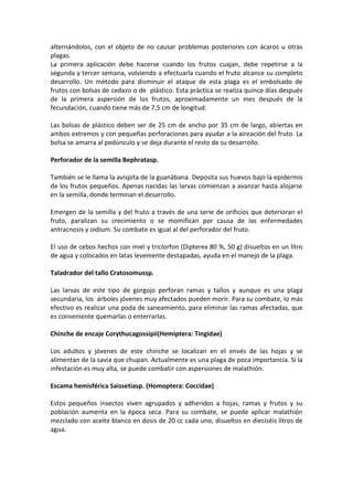 alternándolos, con el objeto de no causar problemas posteriores con ácaros u otras
plagas.
La primera aplicación debe hacerse cuando los frutos cuajan, debe repetirse a la
segunda y tercer semana, volviendo a efectuarla cuando el fruto alcance su completo
desarrollo. Un método para disminuir el ataque de esta plaga es el embolsado de
frutos con bolsas de cedazo o de plástico. Esta práctica se realiza quince días después
de la primera aspersión de los frutos, aproximadamente un mes después de la
fecundación, cuando tiene más de 7,5 cm de longitud.
Las bolsas de plástico deben ser de 25 cm de ancho por 35 cm de largo, abiertas en
ambos extremos y con pequeñas perforaciones para ayudar a la aireación del fruto. La
bolsa se amarra al pedúnculo y se deja durante el resto de su desarrollo.
Perforador de la semilla Bephratasp.
También se le llama la avispita de la guanábana. Deposita sus huevos bajo la epidermis
de los frutos pequeños. Apenas nacidas las larvas comienzan a avanzar hasta alojarse
en la semilla, donde terminan el desarrollo.
Emergen de la semilla y del fruto a través de una serie de orificios que deterioran el
fruto, paralizan su crecimiento o se momifican por causa de las enfermedades
antracnosis y oidium. Su combate es igual al del perforador del fruto.
El uso de cebos hechos con miel y triclorfon (Dipterex 80 %, 50 g) disueltos en un litro
de agua y colocados en latas levemente destapadas, ayuda en el manejo de la plaga.
Taladrador del tallo Cratosomussp.
Las larvas de este tipo de gorgojo perforan ramas y tallos y aunque es una plaga
secundaria, los árboles jóvenes muy afectados pueden morir. Para su combate, lo más
efectivo es realizar una poda de saneamiento, para eliminar las ramas afectadas, que
es conveniente quemarlas o enterrarlas.
Chinche de encaje Corythucagossipii(Hemiptera: Tingidae)
Los adultos y jóvenes de este chinche se localizan en el envés de las hojas y se
alimentan de la savia que chupan. Actualmente es una plaga de poca importancia. Si la
infestación es muy alta, se puede combatir con aspersiones de malathión.
Escama hemisférica Saissetiasp. (Homoptera: Coccidae)
Estos pequeños insectos viven agrupados y adheridos a hojas, ramas y frutos y su
población aumenta en la época seca. Para su combate, se puede aplicar malathión
mezclado con aceite blanco en dosis de 20 cc cada uno, disueltos en dieciséis litros de
agua.
 