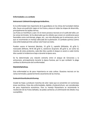 Enfermedades y su combate
Antracnosis ColletotrichumgloesporioidesPenz.
Es la enfermedad más importante de la guanábana en los climas de humedad relativa
alta. Causa una pudrición negra en los frutos y ataca en todas las etapas de desarrollo,
principalmente los tejidos tiernos.
Los frutos se momifican y caen. En el vivero provoca necrosis en el cuello del tallo y en
las ramas terminales. Se ha observado que los árboles que crecen en condiciones poco
favorables como mal drenaje, plagas, etc., son más afectadas por la antracnosis, por lo
que se recomienda un manejo adecuado de la plantación. El combate químico contra
esta enfermedad permite cultivar este frutal con éxito.
Pueden usarse el benomyl (Benlate, 15 g/16 l), captafol (Difolatán, 45 g/16 l),
mancozeb (Dithane, M-45 60 g/16 l), oxicloruro (Cupravit, 60 g/16 l), así como las
mezclas de estos productos, cada diez días cuando el ataque es severo o cada treinta
días cuando la incidencia es baja o durante la época seca.
Se ha determinado una relación estrecha entre el ataque de Cerconota y la
antracnosis, principalmente durante la época lluviosa, por lo que combatir la plaga
conlleva la disminución de la enfermedad.
DiplodiaDiplodiasp.
Esta enfermedad es de poca importancia en este cultivo. Ocasiona necrosis en las
ramas terminales y posteriormente secamiento de las mismas.
ScolecotrichumScolecotrichumsp.
Invade las hojas y producen manchas de color rojizo que se convierten en numerosas
áreas necróticas. Estas dos enfermedades, diplida y Scolecotrichum, son consideradas
de poca importancia económica. Para su manejo fitosanitario se recomienda la
recolección de los frutos dañados, las podas sanitarias y la eliminación de árboles muy
susceptibles.
 