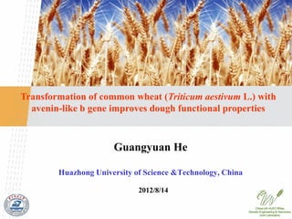 Transformation of common wheat (Triticum aestivum L.) with
  avenin-like b gene improves dough functional properties



                      Guangyuan He

        Huazhong University of Science &Technology, China

                             2012/8/14

                                                                China-UK HUST-RRes
                                                            Genetic Engineering & Genomics
                                                                    Joint Laboratory
 