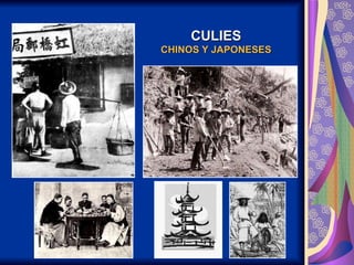 CULIES CHINOS Y JAPONESES 