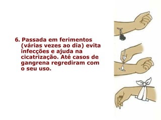 6.   Passada em ferimentos (várias vezes ao dia) evita infecções e ajuda na cicatrização. Até casos de gangrena regrediram com o seu uso.    