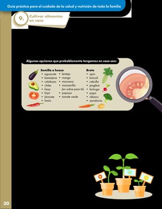 Guía práctica para el cuidado de la salud y nutrición de toda la familia
30
Estos consejos prácticos pueden ayudar a cultivar alimentos en casa:
• Identifiquemos qué semillas, brotes o partes de alimentos ya tenemos disponibles. Es importante
que sean alimentos de temporada para que aumente la probabilidad de que germinen. Es posible
que en algunos casos las semillas no sean aptas para germinar, por ello es bueno intentar con
varios cultivos.
• El tiempo de cosecha de cada cultivo es variable,
puede tardar entre 3 a 6 meses por lo que es
probable que en el tiempo de confinamiento
nuestras semillas apenas germinen y crezcan
poco, por lo que no se necesitará tanta tierra. Si
son semillas grandes pueden comprar algunos
materiales en línea.
• Hay semillas con las que podemos simular las
condiciones en las que crecen normalmente,
por ejemplo, las manzanas que necesitan clima
frío las podemos meter al refrigerador para que
germinen y luego mantener en un lugar fresco
cuando ya esté la plantita.
• Nunca olvidemos regar nuestras plantitas con
agua suficiente, cuidando de no regar con
regadera de gota gruesa o directamente a
chorro pues se corre el riesgo de mover las
semillas o perderlas. Mientras germinan debe
ser muy poca agua, pero todos los días, ya que
cuando brota la planta es sensible y se puede
Cultivar alimentos
en casa
9.
Algunas opciones que probablemente tengamos en casa son:
Semilla o hueso
• aguacate
• berenjena
• calabaza
• chiles
• fresa
• frijol
• jitomate
• limón
Brote
• apio
• brócoli
• cebolla
• jengibre
• lechuga
• papa
• rábano
• zanahoria
• lenteja
• mango
• manzana
• manzanilla
(en sobre para té)
• papaya
• tomate verde
secar muy fácilmente. También es fundamental
tener perforaciones en la base del envase para
favorecer el drenaje del agua de riego.
• Para saber si la plantita debe estar directamente
bajo la luz del sol o es suficiente con la luz de
la habitación o patio, es importante que
consultemos los manuales citados en la
información adicional. (pag. 32)
 
