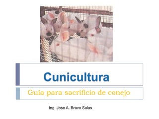 Guía para sacrificio de conejo
Ing. Jose A. Bravo Salas

 