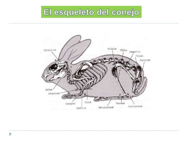 Guía para sacrificio de conejo