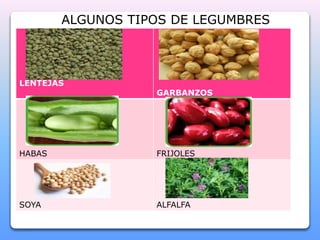 ALGUNOS TIPOS DE LEGUMBRES 
LENTEJAS 
GARBANZOS 
HABAS FRIJOLES 
SOYA ALFALFA 
 