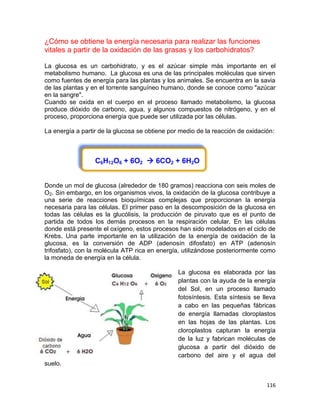 116
¿Cómo se obtiene la energía necesaria para realizar las funciones
vitales a partir de la oxidación de las grasas y los carbohidratos?
La glucosa es un carbohidrato, y es el azúcar simple más importante en el
metabolismo humano. La glucosa es una de las principales moléculas que sirven
como fuentes de energía para las plantas y los animales. Se encuentra en la savia
de las plantas y en el torrente sanguíneo humano, donde se conoce como "azúcar
en la sangre".
Cuando se oxida en el cuerpo en el proceso llamado metabolismo, la glucosa
produce dióxido de carbono, agua, y algunos compuestos de nitrógeno, y en el
proceso, proporciona energía que puede ser utilizada por las células.
La energía a partir de la glucosa se obtiene por medio de la reacción de oxidación:
C6H12O6 + 6O2  6CO2 + 6H2O
Donde un mol de glucosa (alrededor de 180 gramos) reacciona con seis moles de
O2. Sin embargo, en los organismos vivos, la oxidación de la glucosa contribuye a
una serie de reacciones bioquímicas complejas que proporcionan la energía
necesaria para las células. El primer paso en la descomposición de la glucosa en
todas las células es la glucólisis, la producción de piruvato que es el punto de
partida de todos los demás procesos en la respiración celular. En las células
donde está presente el oxígeno, estos procesos han sido modelados en el ciclo de
Krebs. Una parte importante en la utilización de la energía de oxidación de la
glucosa, es la conversión de ADP (adenosín difosfato) en ATP (adenosín
trifosfato), con la molécula ATP rica en energía, utilizándose posteriormente como
la moneda de energía en la célula.
La glucosa es elaborada por las
plantas con la ayuda de la energía
del Sol, en un proceso llamado
fotosíntesis. Esta síntesis se lleva
a cabo en las pequeñas fábricas
de energía llamadas cloroplastos
en las hojas de las plantas. Los
cloroplastos capturan la energía
de la luz y fabrican moléculas de
glucosa a partir del dióxido de
carbono del aire y el agua del
suelo.
 