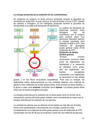 117
La energía producida de la oxidación de los carbohidratos:
En presencia de oxígeno, el ácido pirúvico producido durante la glucolisis es
convertido en acetil CoA, la cual, entra en el ciclo de Krebs y forma 2 ATP, dióxido
de carbono e hidrógeno. El ion hidrógeno producido durante la glucolisis es
transportado a la cadena de transporte de electrones.
La cadena de transporte de
electrones produce iones
hidrógeno que se
recombinan con el oxígeno
para producir agua. Los
electrones liberados aportan
la energía necesaria para
fosforilar el ADP a ATP. Una
molécula de glucógeno
puede generar hasta 37-39
moléculas de ATP.
Oxidación de lípidos
(ácidos grasos).
Aunque muchos
compuestos químicos (tales
como los triglicéridos, los
fosfolípidos y el colesterol)
se clasifican como grasa,
sólo los triglicéridos son
fuentes energéticas
importantes. Los triglicéridos
se almacenan en las células
grasas y en las fibras musculares esqueléticas. Para usar su energía, los
triglicéridos deben descomponerse en sus unidades básicas: una molécula de
glicerol y tres moléculas de ácidos grasos libres. Este proceso se llama lipólisis, y
lo llevan a cabo unas enzimas conocidas como lipasas. Los ácidos grasos libres
(AGL) son la fuente energética principal.
La energía producida por la oxidación de un ácido graso varía en función de la
composición química del ácido graso oxidado, pero normalmente es mayor que la
energía obtenida por la oxidación de una glucosa.
La cantidad de calorías que se obtienen de los lípidos es más alta con 9 kcal/g,
frente a los carbohidratos o las proteínas con 4 kcal/g, cuando se oxida
completamente una molécula de ácido graso genera unas 44 moléculas de ATP,
comparadas con las 36-38 que se producen a partir de una molécula de glucosa.
 