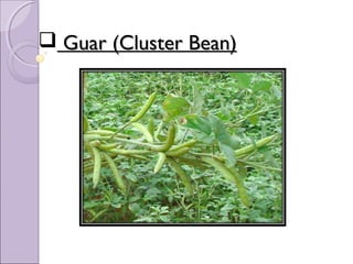  Guar (Cluster Bean)Guar (Cluster Bean)
 