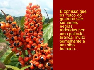 É por isso que os frutos do guaraná são sementes negras rodeadas por uma película branca, muito semelhante a um olho humano. 