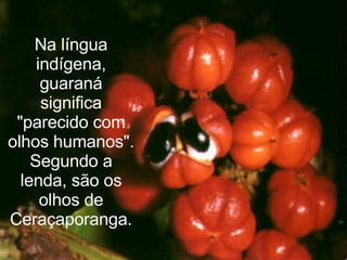 Na língua indígena, guaraná significa "parecido com olhos humanos". Segundo a lenda, são os olhos de Ceraçaporanga. 