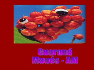 Guaraná  Maués - AM 