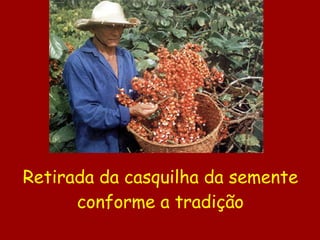 Retirada da casquilha da semente conforme a tradição 