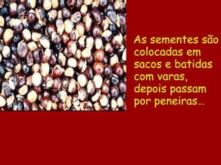 As sementes são colocadas em sacos e batidas com varas, depois passam por peneiras…   