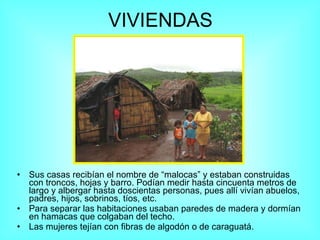 VIVIENDAS Sus casas recibían el nombre de “malocas” y estaban construidas con troncos, hojas y barro. Podían medir hasta cincuenta metros de largo y albergar hasta doscientas personas, pues allí vivían abuelos, padres, hijos, sobrinos, tíos, etc. Para separar las habitaciones usaban paredes de madera y dormían en hamacas que colgaban del techo.  Las mujeres tejían con fibras de algodón o de caraguatá. 