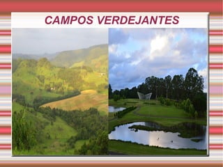 CAMPOS VERDEJANTES
 