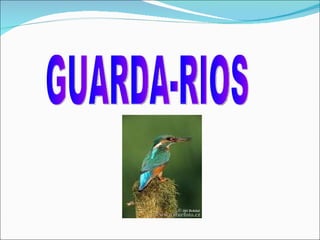 GUARDA-RIOS 