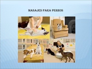 MASAJES PARA PERROS 
