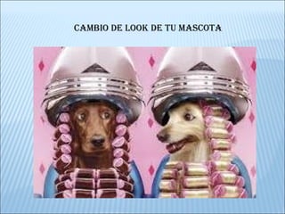 CAMBIO DE LOOK DE TU MASCOTA 