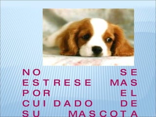 NO SE ESTRESE MAS POR EL CUIDADO DE SU MASCOTA QUE NOSOTROS NOS ENCARGAMOS DE ELLOS 