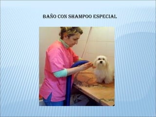BAÑO CON SHAMPOO ESPECIAL 