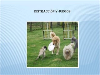 DISTRACCIÓN Y JUEGOS 