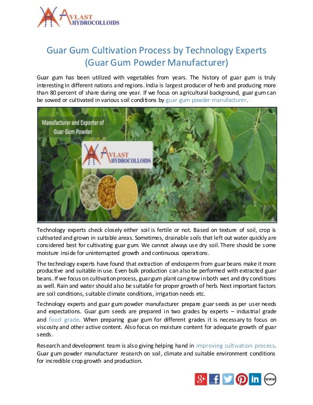 Guar Gum Cultivation Process by Technology Experts (Guar Gum Powder
