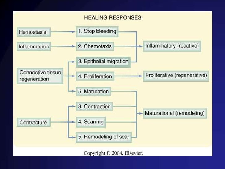 Guarigione delle ferite e sua patologia