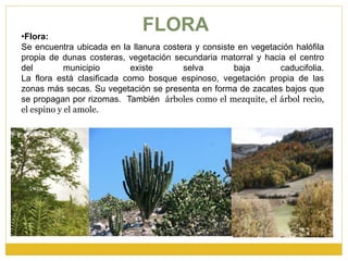 FLORA
•Flora:
Se encuentra ubicada en la llanura costera y consiste en vegetación halófila
propia de dunas costeras, vegetación secundaria matorral y hacia el centro
del municipio existe selva baja caducifolia.
La flora está clasificada como bosque espinoso, vegetación propia de las
zonas más secas. Su vegetación se presenta en forma de zacates bajos que
se propagan por rizomas. También árboles como el mezquite, el árbol recio,
el espino y el amole.
 