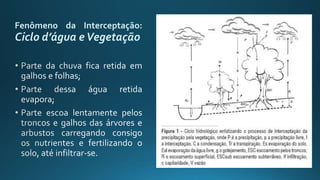 Fenômeno da Interceptação:
Ciclo d’água eVegetação
 