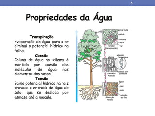 Propriedades da Água
Transpiração
Evaporação de água para o ar
diminui o potencial hídrico na
folha.
Coesão
Coluna de água no xilema é
mantida por coesão das
moléculas de água nos
elementos dos vasos.
Tensão
Baixo potencial hídrico na raiz
provoca a entrada de água do
solo, que se desloca por
osmose até a medula.
5
 